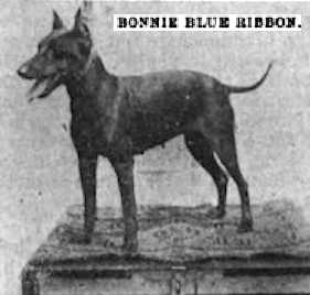 Bonnie Blue Ribbon