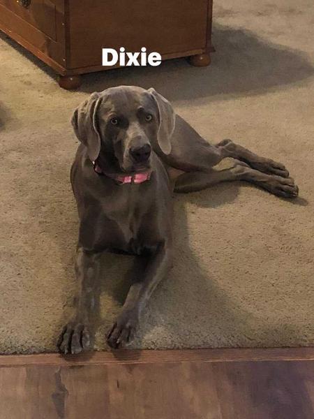 Dixie Baisden