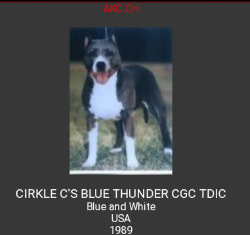 CIRKLE C'S BLUE THUNDER CGC TDIC