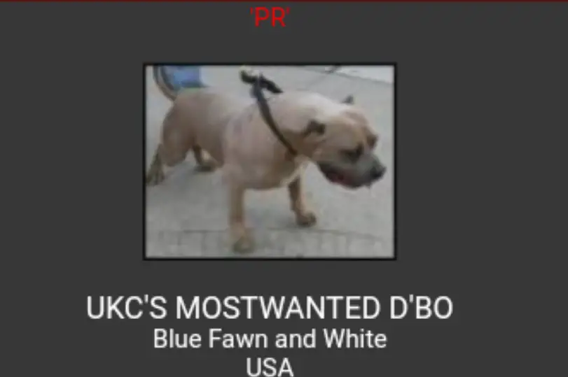 UKC'S MOSTEDWANTED D'BO