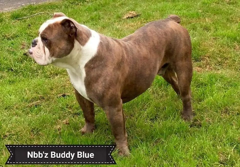 NBBZ'S Buddy Blue