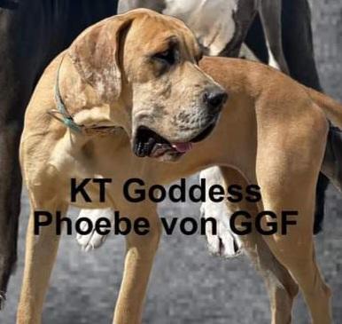 KT Goddess Phoebe Von GGF