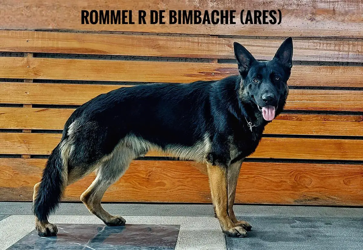 Rommel R de Bimbache