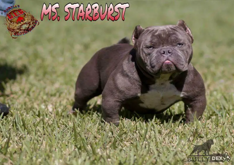 GEB MS STARBURST